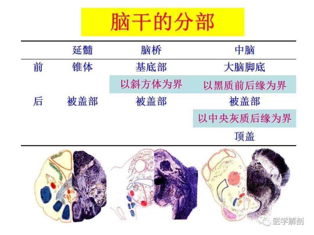 收藏脑干内部超详细功能解剖图