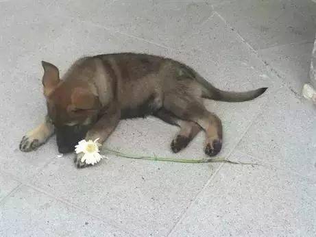 小警犬慘遭開除，竟是因為……好氣哦！！ 萌趣萌寵 第16张