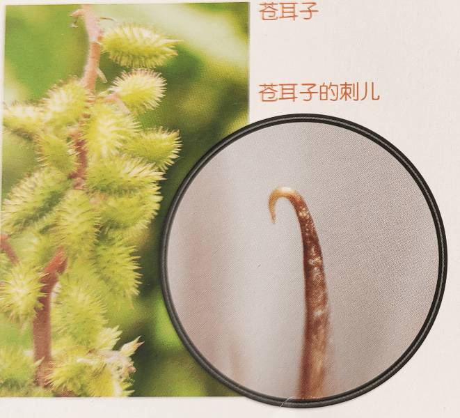 苍耳的刺科学原理魔术贴就是利用苍耳刺儿的倒钩原理.