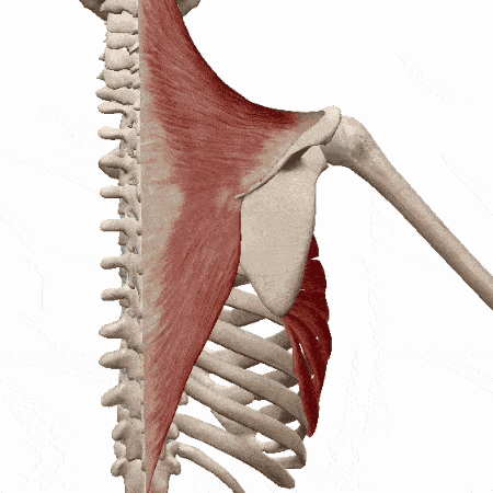 肩胛骨上回旋的肌肉图片