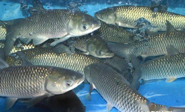 【新鲜大活鱼鲩鱼】肉质鲜嫩,两斤只要38元!