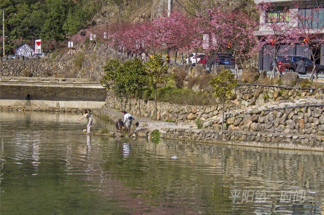 近日,懷溪鎮水口村的500餘株櫻花競相開放,蔚為壯觀.