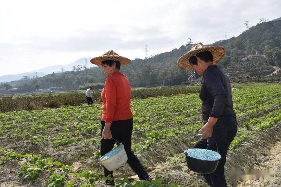 2月24日,记者在日新村的田间地头看到,成片的毛豆长势旺盛,农民朋友正