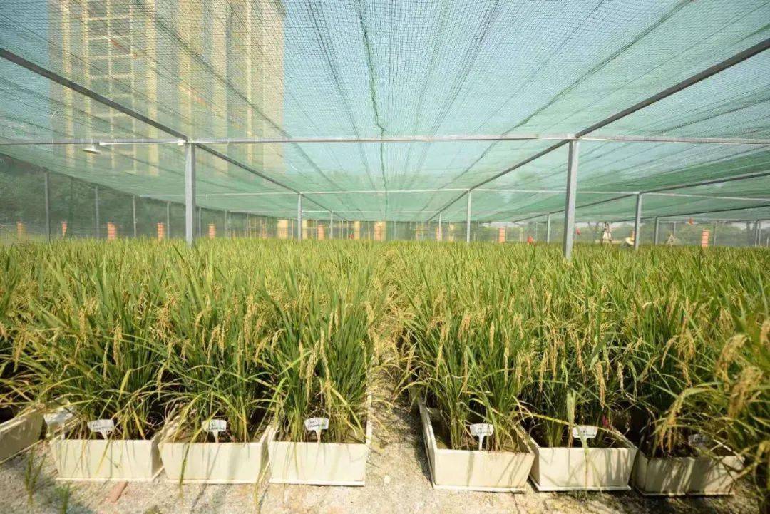 生态农田试验区种植的水稻