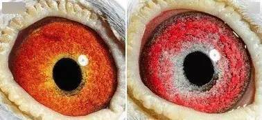 国内外鸽眼配对成功实例图解