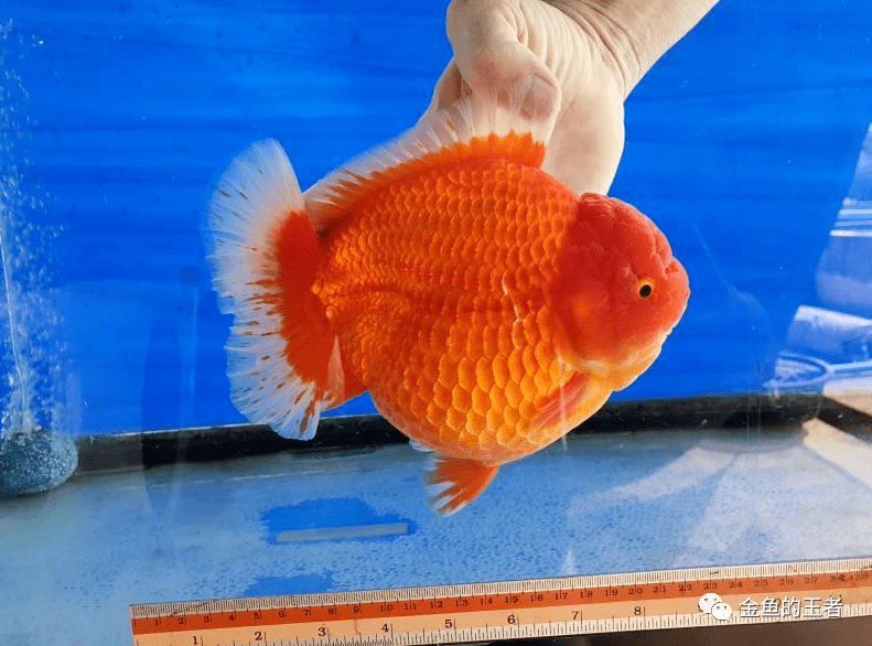 格致金鱼以鱼会友泰国进口赛级将军bppgcnine重磅到货