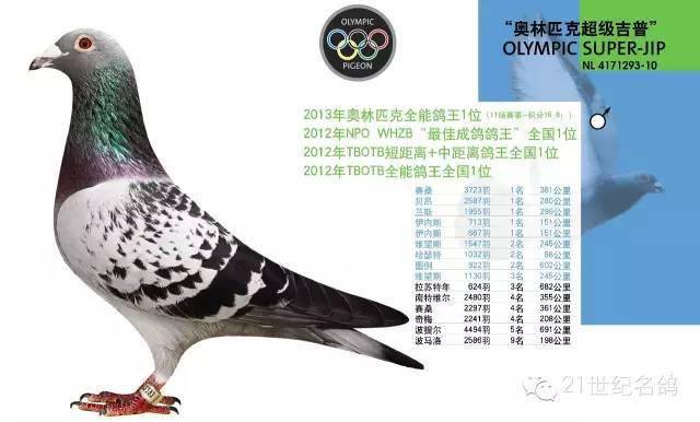 贺伯特世界级铭鸽欣赏!_体质