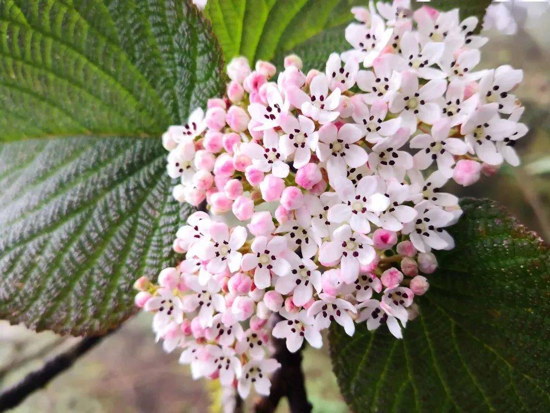 3月1日起,瓦屋山景區實行淡季門票價格!_毛馨怡