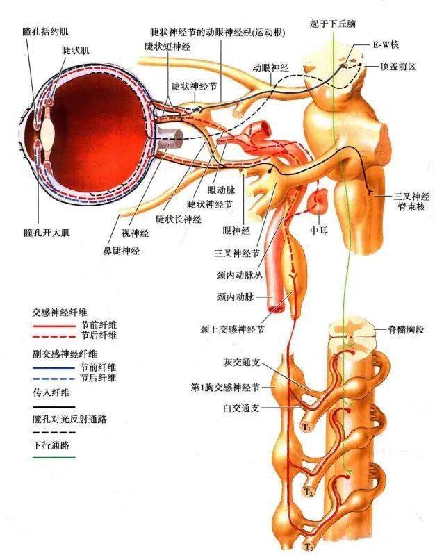 交感神经颈部解剖简介