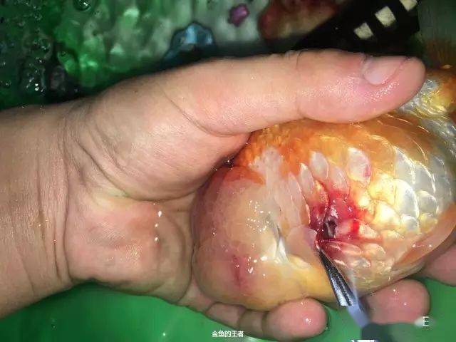 实战爱鱼穿孔炸鳞沉底一天打一针一周后