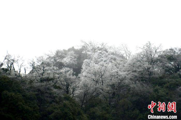 四川古蔺夜间降雪 虎头山上再现雾凇景观