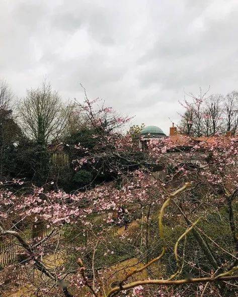 伦敦那些鲜花盛开的街道适合压马路