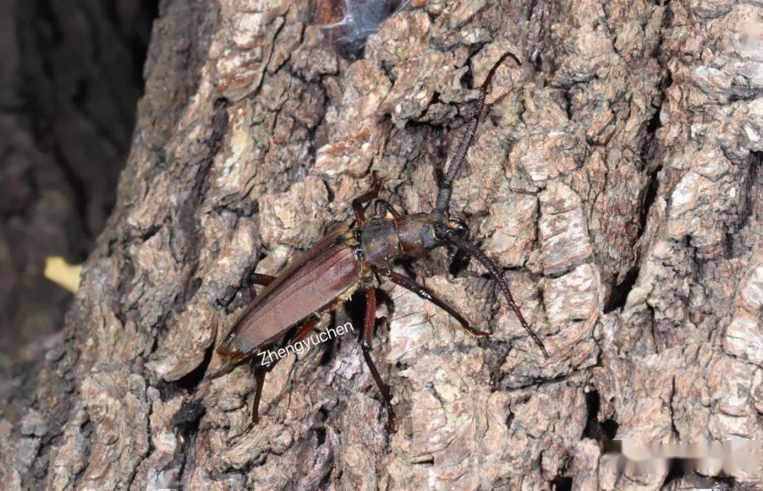 虫谱大观锯天牛