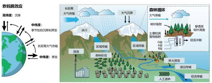 污染物|森林如何调控环境污染物的全球循环？科学家给出最新答案