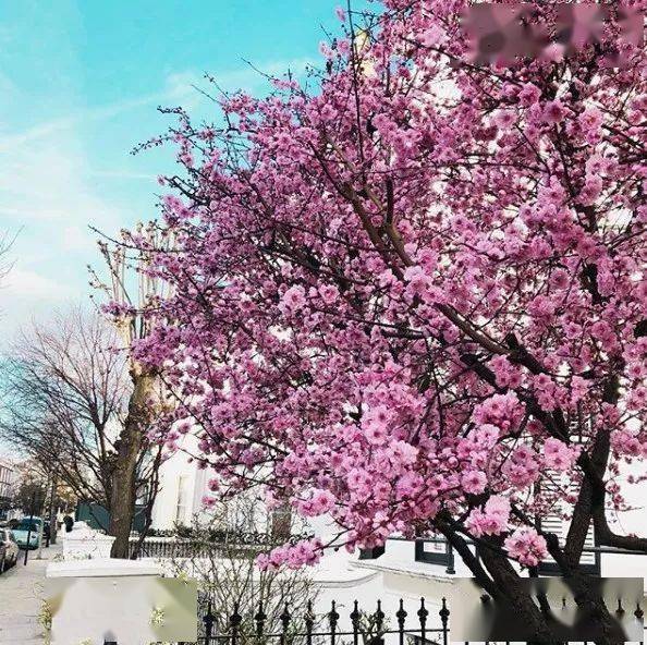 伦敦那些鲜花盛开的街道适合压马路