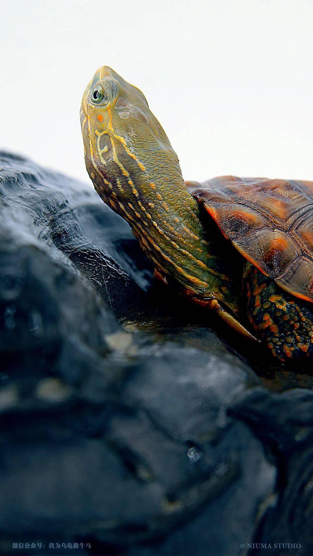 原创龟主题手机壁纸2020年10月号