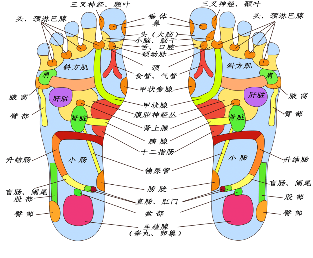 脚脑垂体位置图片图片
