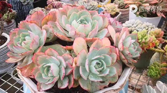 云之南多肉园越来越仙的白玫瑰捧花老桩让人有点小惊喜