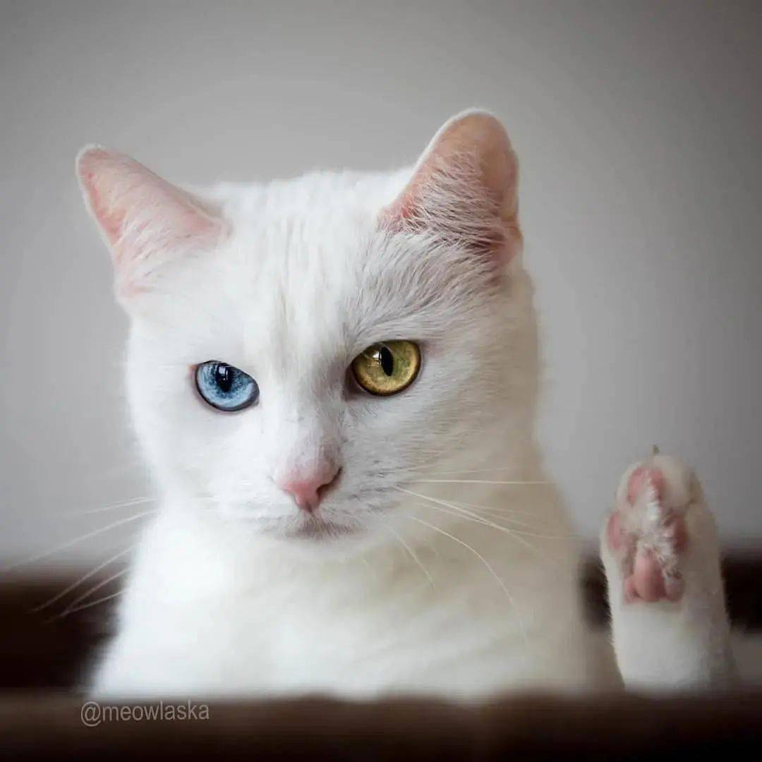 家有萌宠猫咪眼睛里的星辰大海