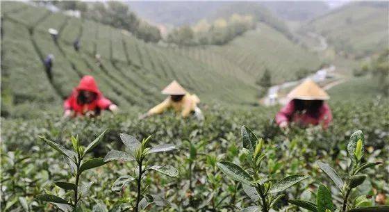 茶叶的人口_人口普查图片