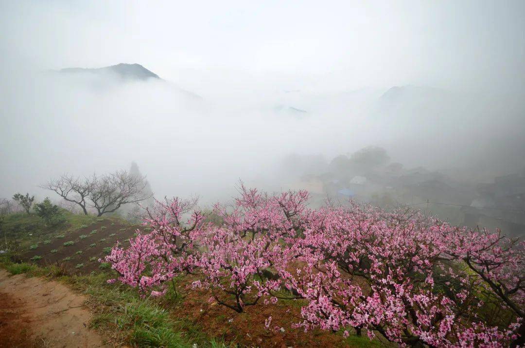 桃花開了!福安白雲山景區賞花最全攻略!_穆陽