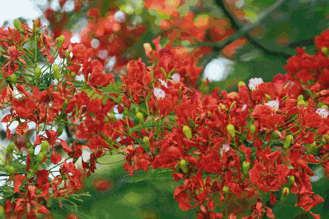 640_426gif 动态图 动图