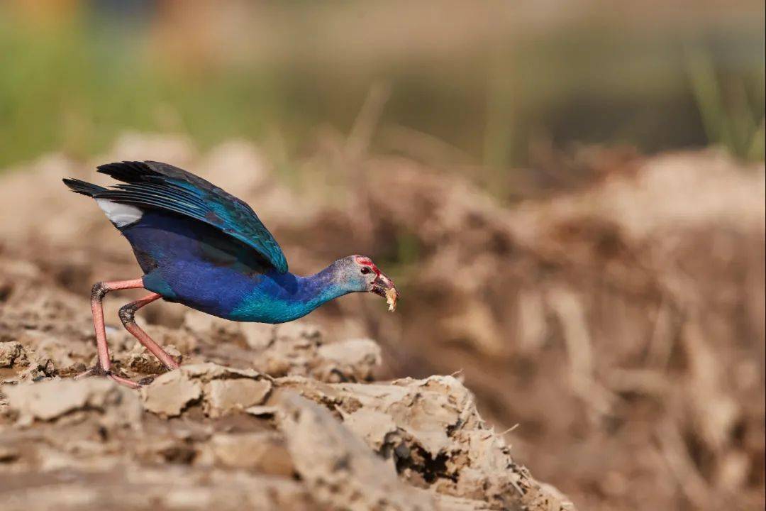 这只鸟现身潮阳湿地,你见过吗?_黑背