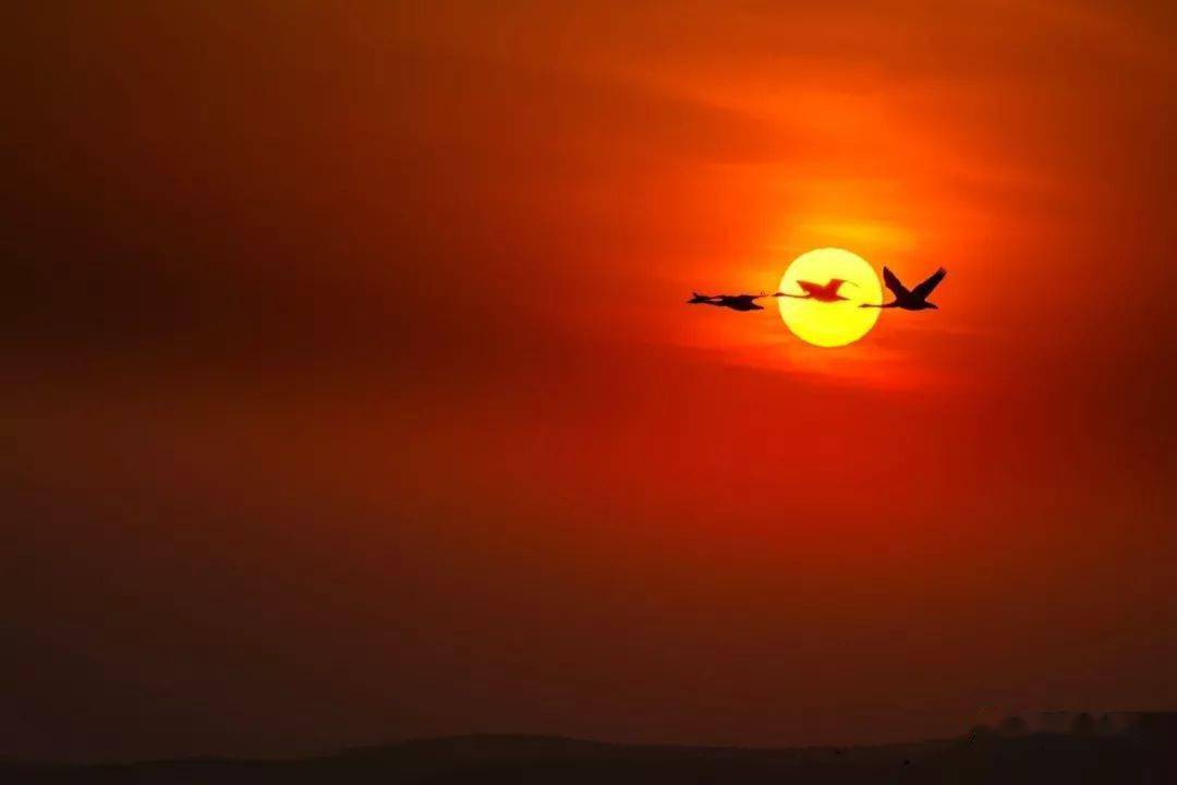 朝阳天鹅火了看人拍的美图图