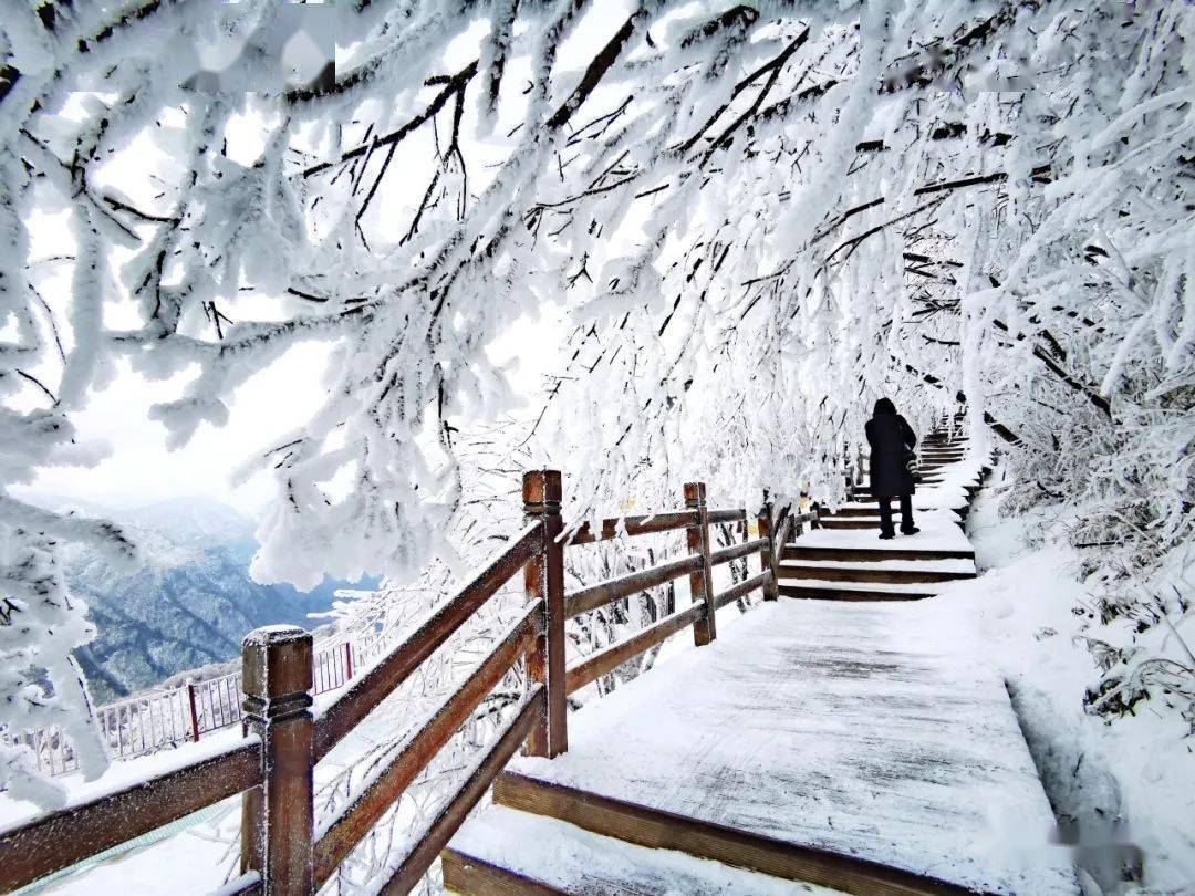 你见过三月飘雪吗巴中光雾山有