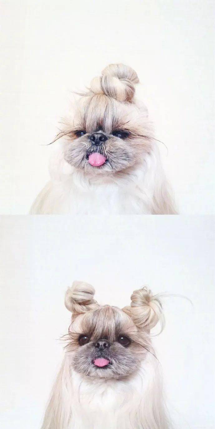 长发狗狗的百变造型太美啦