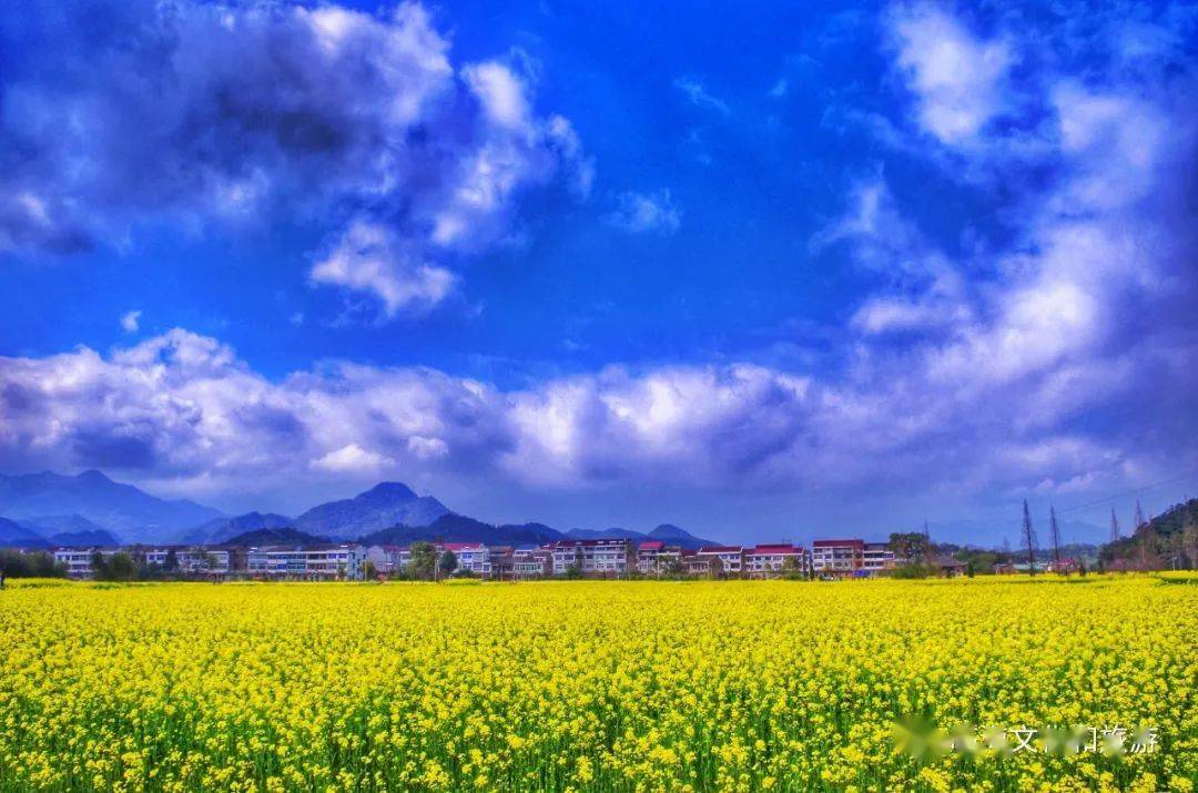 临海的油菜花惊艳上线,遍地金黄