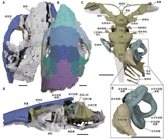 内耳|给4亿年前古鱼做CT 科学家有了重要发现