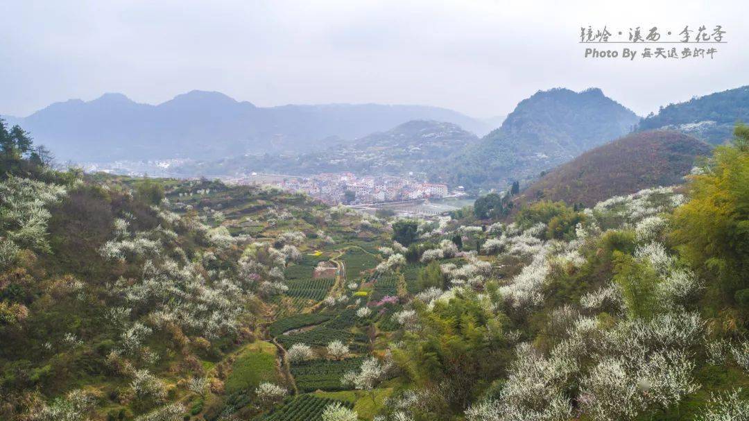 休闲赏花37周日新昌镜岭溪西村李花开许你一片烟花三月