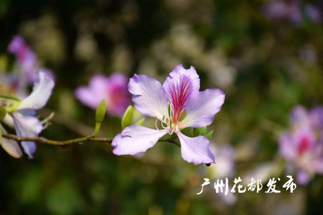 粉透半边天花都湖万株宫粉紫荆怒放