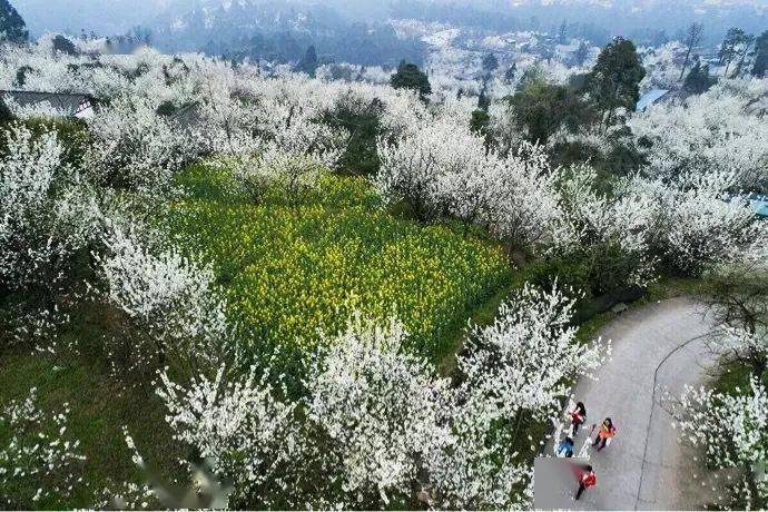 樱桃花海来袭蒲江超10000亩樱桃花绽放花开正艳赶紧约起来