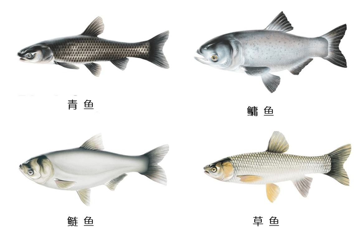 大鱼品种大全及图片图片