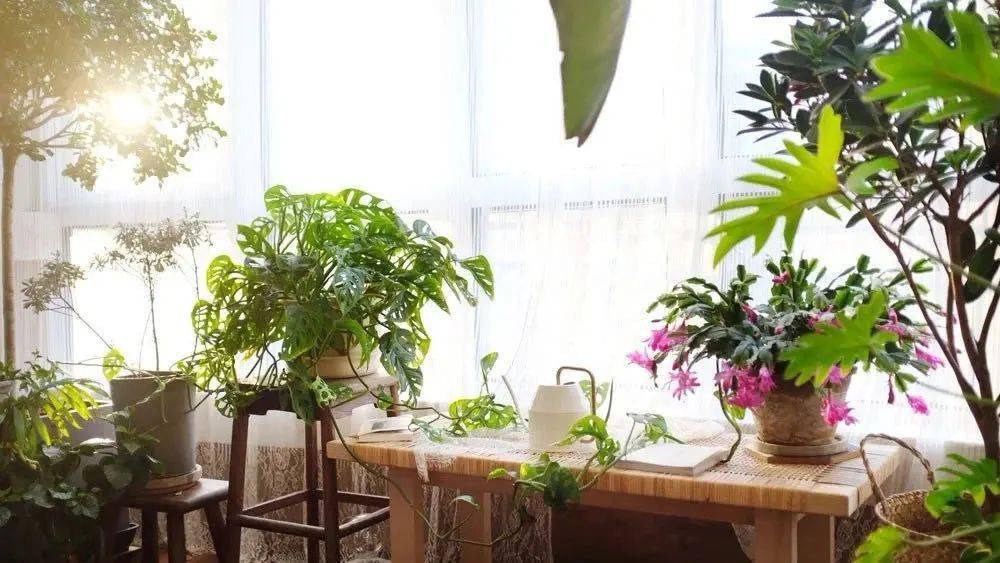 客厅最旺家的绿植多肉 f04d6ed76bb44092870c3d79f6ab0e18.jpeg