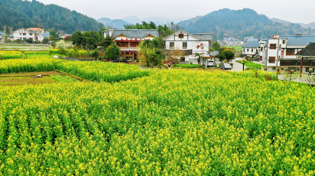 春游在播州│枫香镇油菜花已开成一片金色海洋遍地金黄美呆了