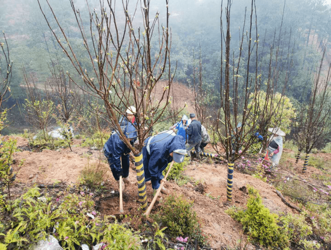 @码上种树的亲:您捐的树,种在长汀县马兰山上啦!_建设