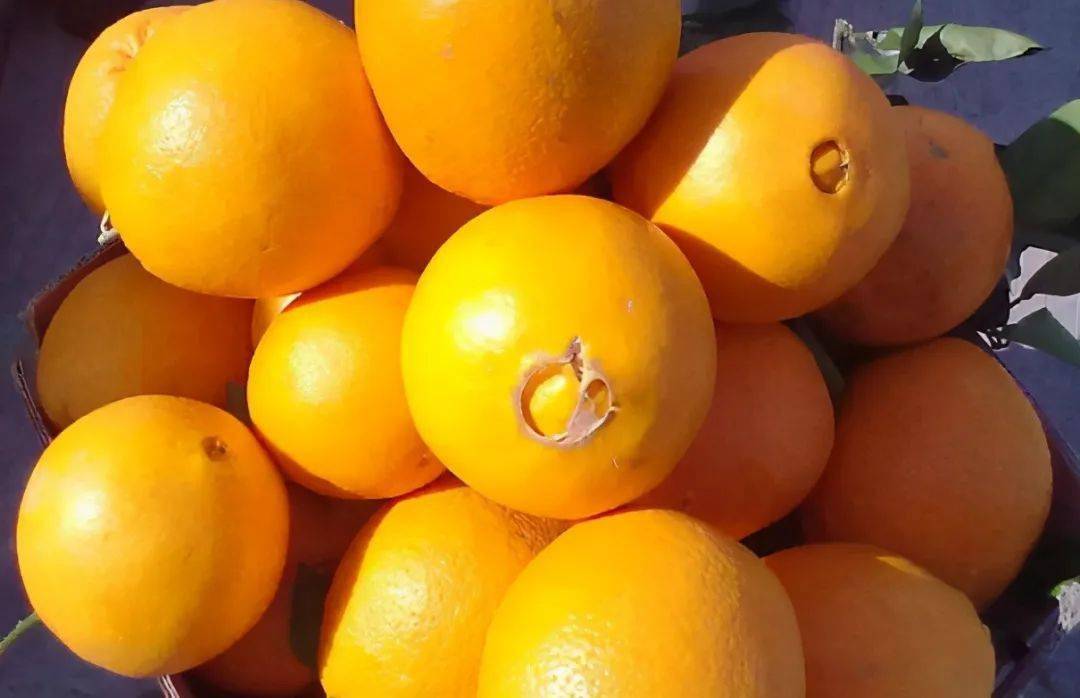 买脐橙记住挑肚脐小的香甜又多汁学会挑选技巧不怕再买错