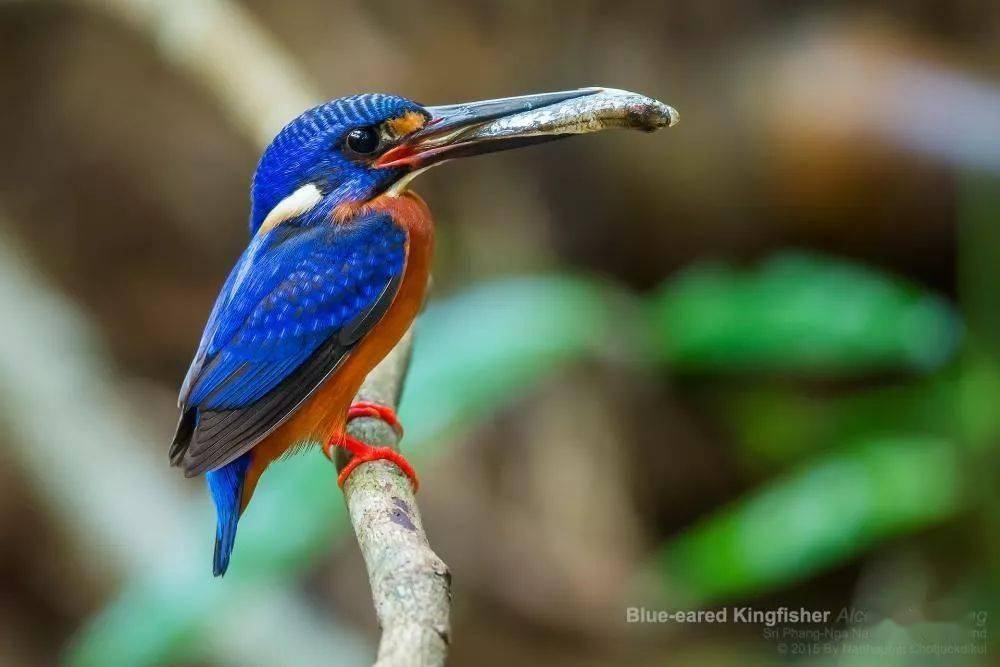 做首饰而已,何必搭上性命呢?_翠鸟