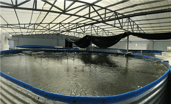 三文鱼人工养殖图片