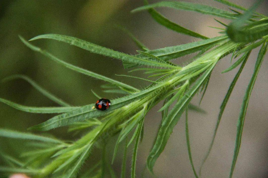 自然觀察樂趣多,求偶蛻變躲貓貓_變態