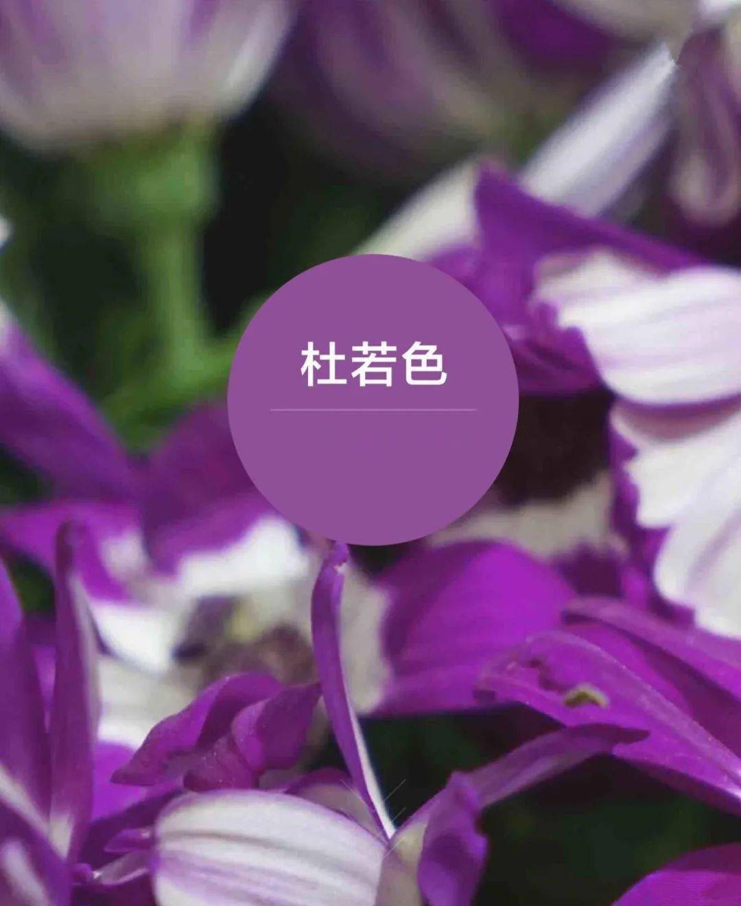 鸢尾之花，最新短剧在线免费观看指南，鸢尾之花，最新短剧免费观看指南