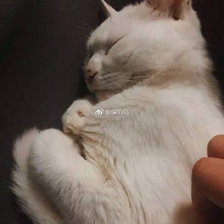 成為了我家的貓，你這輩子過得開心嗎？ 萌趣萌寵 第14张