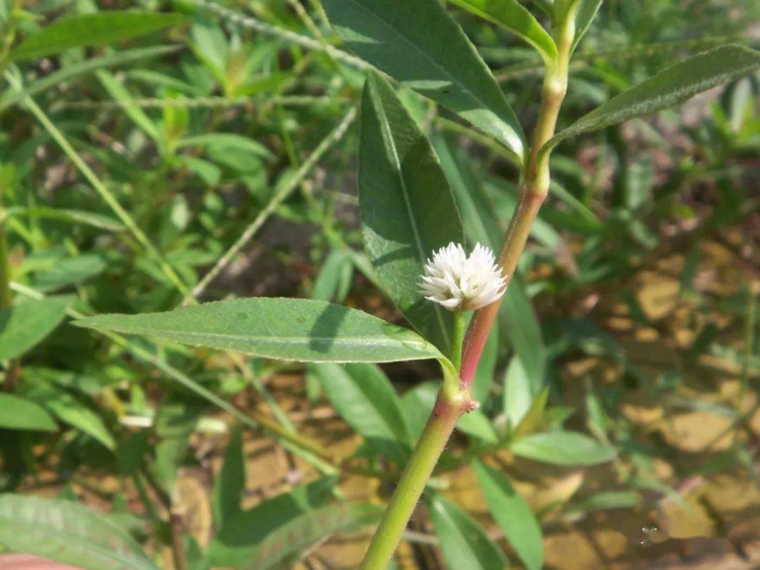 官方公布的外来入侵植物 青岛有几种 花米草