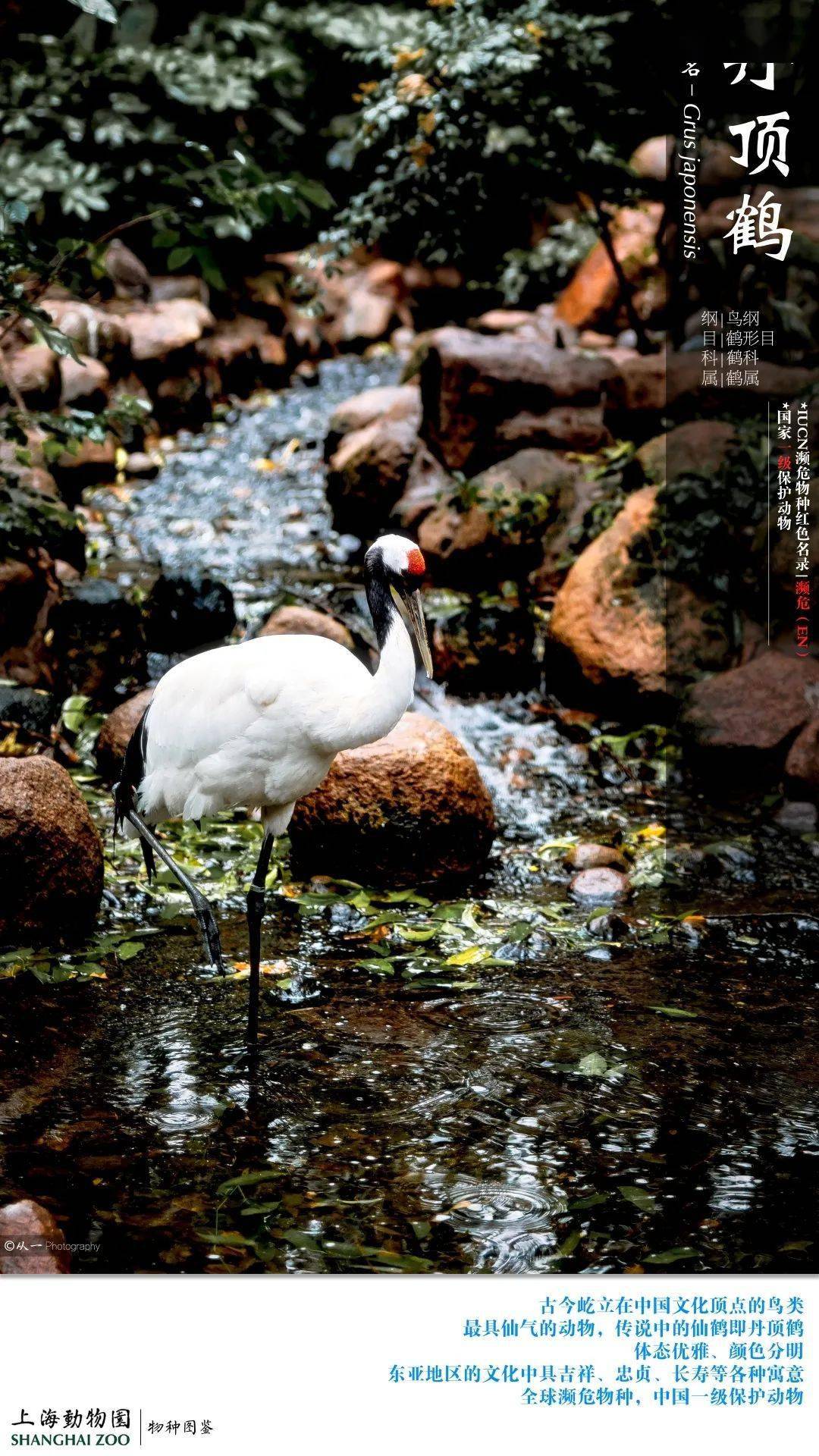 仙风道骨一探鹤轩
