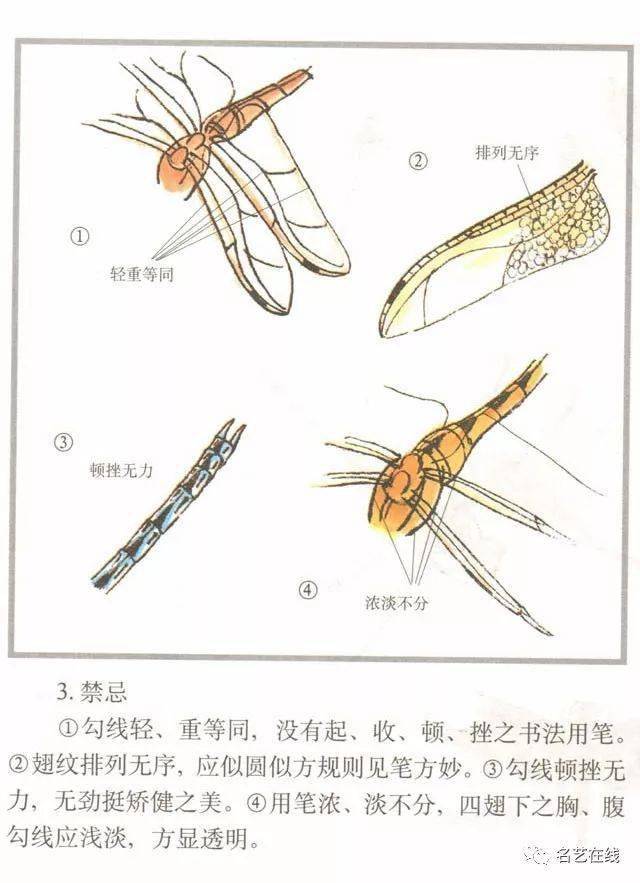 国画技法 蜻蜓的工笔及写意画法