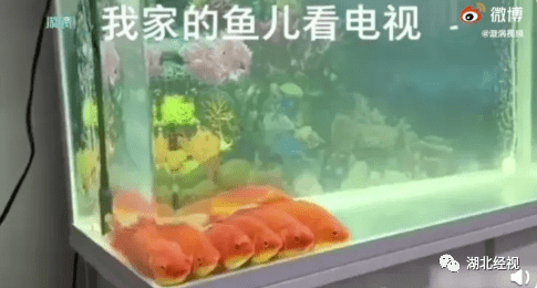 0d7fbb46b9384a4182d4bf341ac5c646.png