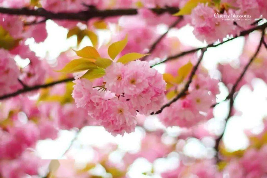 最美春三月，寿香谷等你共赴春天之约